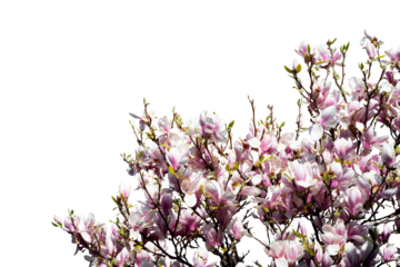 freshly grown blooming magnolia tree in spring time isolated on transparent background