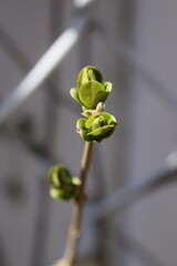 Buds on branch