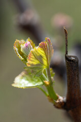 New growing vine leaves under spring sunlight. Vertical view