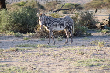 Cebra de Gravy en la sabana africana.