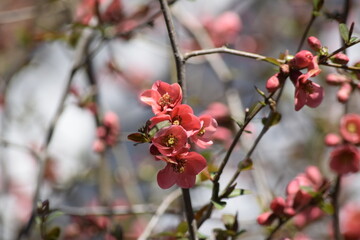 Fototapeta na wymiar Red flowers on branch