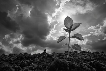 A small plant is growing in a field of dirt. The sky is cloudy and the sun is shining through the clouds