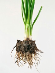 A green onion root is shown with its white stem and green leaves. The root is surrounded by dirt and he is growing out of the ground