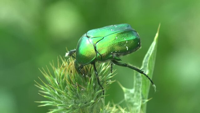Cotinis nitida, green June beetle, June bug, June beetle, beetle of family Scarabaeidae, sitting on thistle flower bud. Macro view insect in wildlife