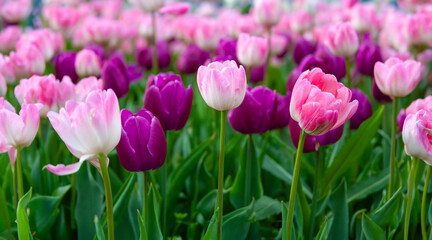 field of pink and purple tulips in full bloom, under a clear blue sky - 766516516