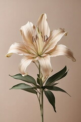 One Beautiful beige flower lily close up on beige background.  Minimal flowers background. Floral wallpaper. Flowers card. Poster