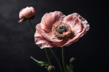 Beautiful pink Poppy flowers on black background . Floral art. Card. Botanical Poster.
