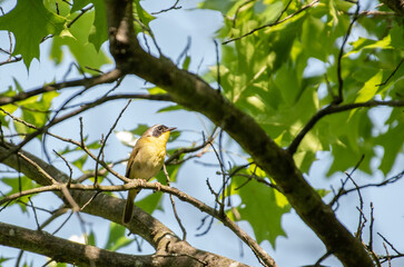 Common Yellowthroat