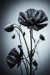 Poppy flowers blured black and white background . Floral art. Card. Beautiful botanical Poster.
