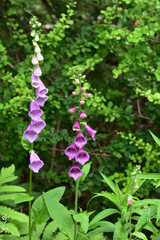 Pink and Purple Digitalis Flowers Blooming