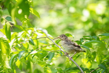 Juvenile Eastern Towhee