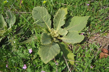 Salvia is largest genus of plants in the sage family Lamiaceae. Within the Lamiaceae, Salvia is...