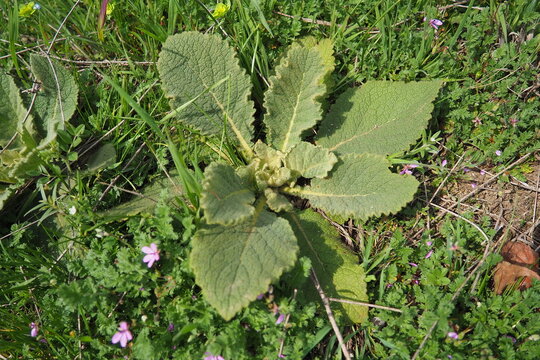 Salvia is largest genus of plants in the sage family Lamiaceae. Within the Lamiaceae, Salvia is part of the tribe Mentheae within the subfamily Nepetoideae. Salvia officinalis, common sage, or sage.