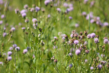 Closeup of creeping thistle flowers with selective focus on foreground