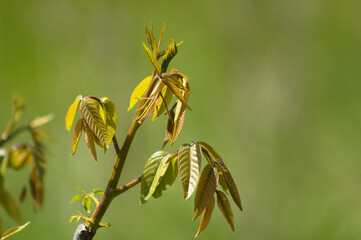 Closeup of english walnut new leaves with green blurred background
