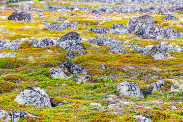 Tundra landscape in Murmansk region