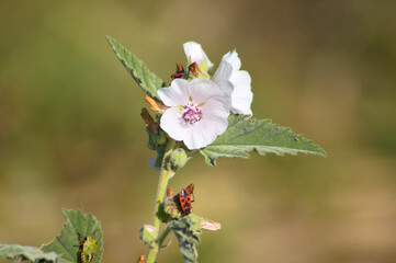 Closeup of marsh mallow flower with blurred background