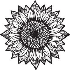 Sunflower coloring pages. Sunflower outline vector