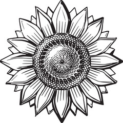 Sunflower coloring pages. Sunflower outline vector