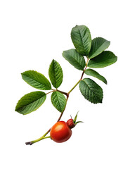 water splashing on fresh sweet cherries