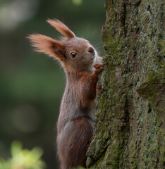 Eichhörnchen klettert am Baumstamm