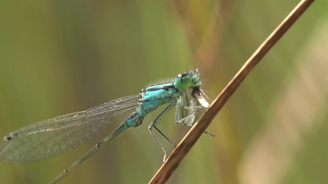 Dragonfly sits on grass stem and eats mosquito (Azure Damselfly). View macro insect in wild