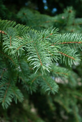 Branches of a green spruce tree close up. Natural background with fir branch. International day of forests