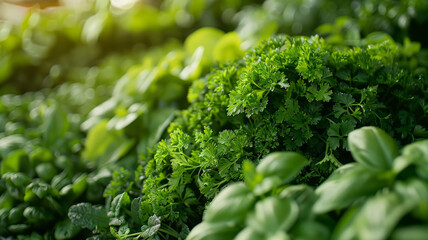 Photo of various green culinary herbs