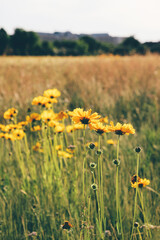 Beautiful green summer meadow with wildflowers in bloom. Flowery field natural background.