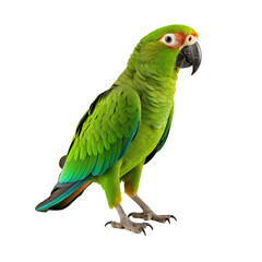 amazon_parrot_isolated_on_white