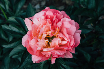 Beautiful fresh coral red peony flower in full bloom in the garden, close up on dark green leaves background. Summer flowering plant.