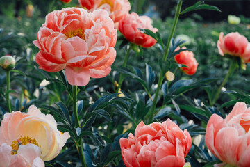 Beautiful Coral Charm peony flowers blooming in the garden. Natural summer flowery background.