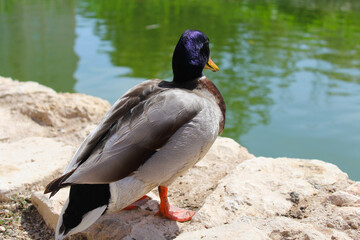 duck on the lake