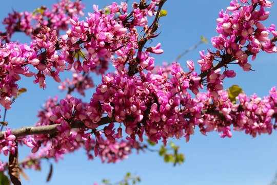 pink blossom of a spring tree on a background of a blue sky