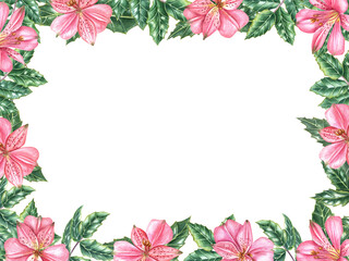 Horizontal frame of holly leaves, pink flowers. Ilex branches, evergreen shrub, lily flower. Winter natural decoration. Watercolor illustration isolated on white. Xmas design. Copy space for text