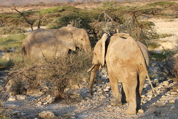 Elefante africano.