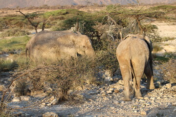 Fototapeta premium Elefante africano.