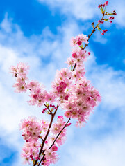 In March, a cherry tree branch stretches towards the blue sky, adorned with soft pink blossoms and...