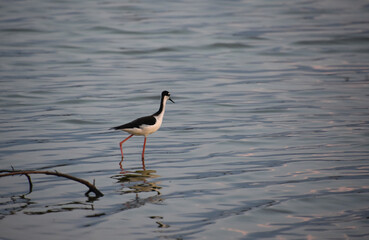 Black and White Sandpiper Walking in Shallow Waters