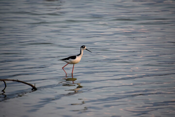 Sandpiper Bird Walking in Shallow Ocean Waters