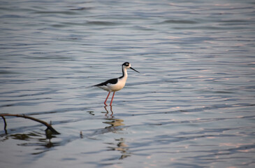 Black and White Sandpiper Posing in Shallow Waters