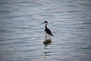 Black Neck Stilt Sandpiper with a Long Beak