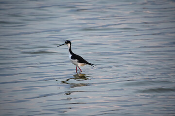 Obraz premium Strutting Black Neck Stilt Bird in the Shallows