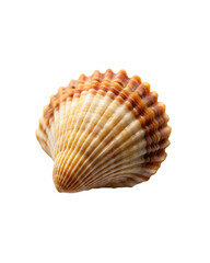 Obraz premium beautiful shell isolated on transparent