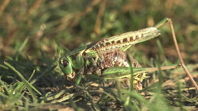 Grey Bush crickets, Phylum Arthropoda,  uses its ovipositor to search and create new burrows for laying eggs, offspring. View macro insect  Bush crickets in wildlife