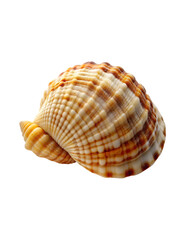 beautiful shell isolated on transparent