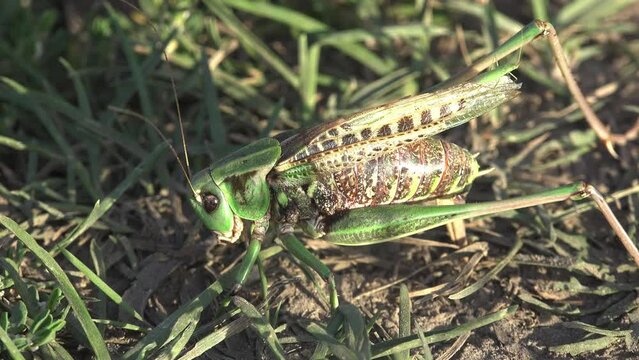 View macro insect Grasshopper in wildlife. Grey Bush crickets, Phylum Arthropoda,  uses its ovipositor to search and create new burrows for laying eggs, offspring
