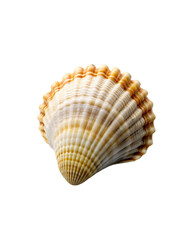 Obraz premium beautiful shell isolated on transparent