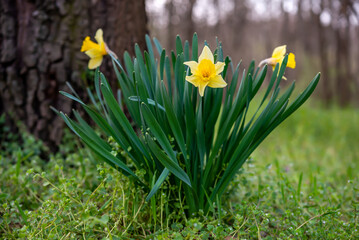 Obraz premium Daffodils in the forest in spring