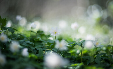 Anemone nemorosa, wood anemone, windflower. Blur effect with shallow depth of field, vintage lens rendering